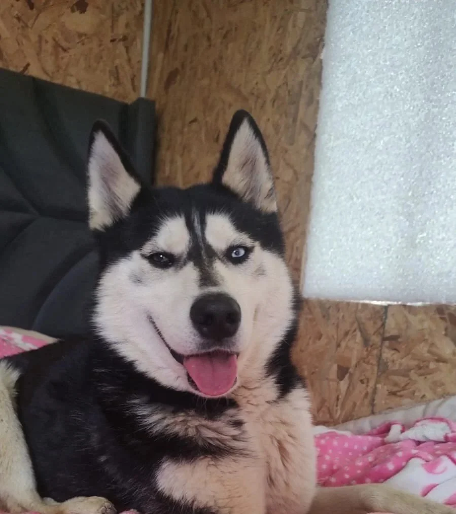 Close-up of a Siberian Husky with blue eyes, lying on a pink blanket, inside a wooden shelter.