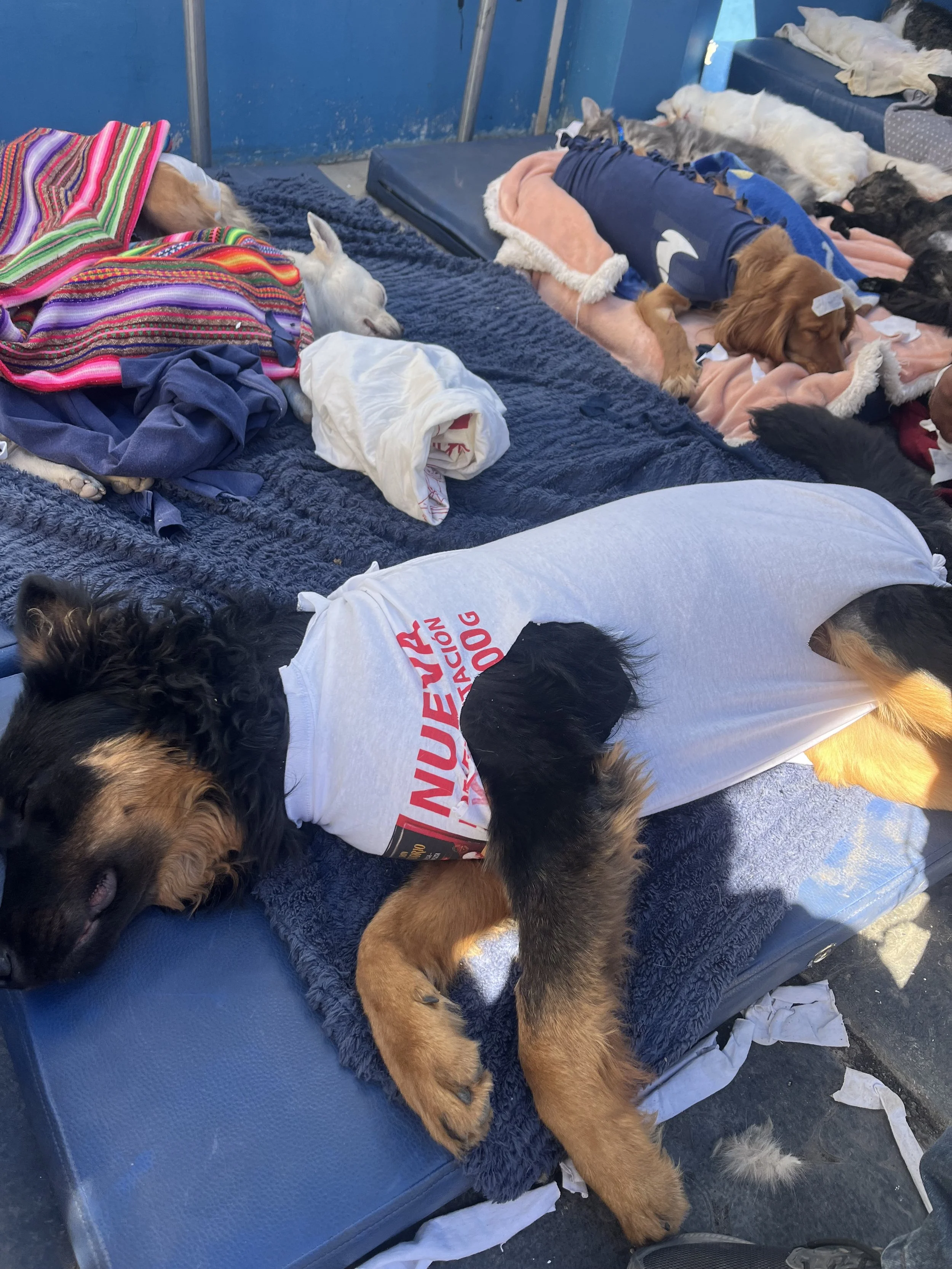 dogs recovering from surgery
