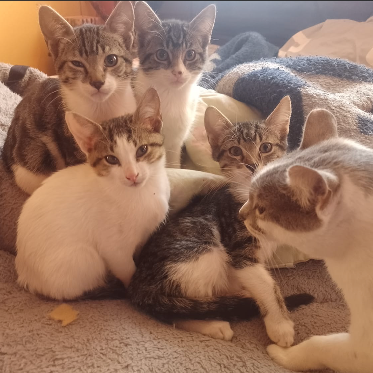 Kittens