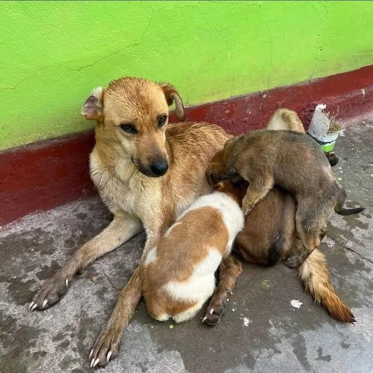 Dog Feeding Puppies