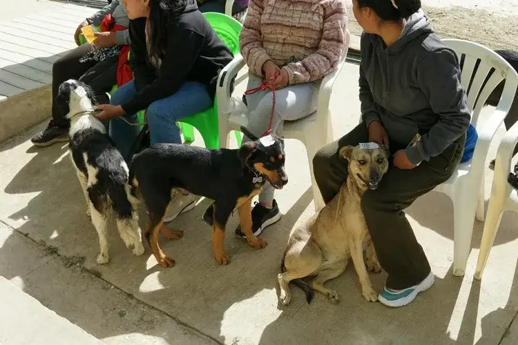 Rescue dogs waiting for adoption