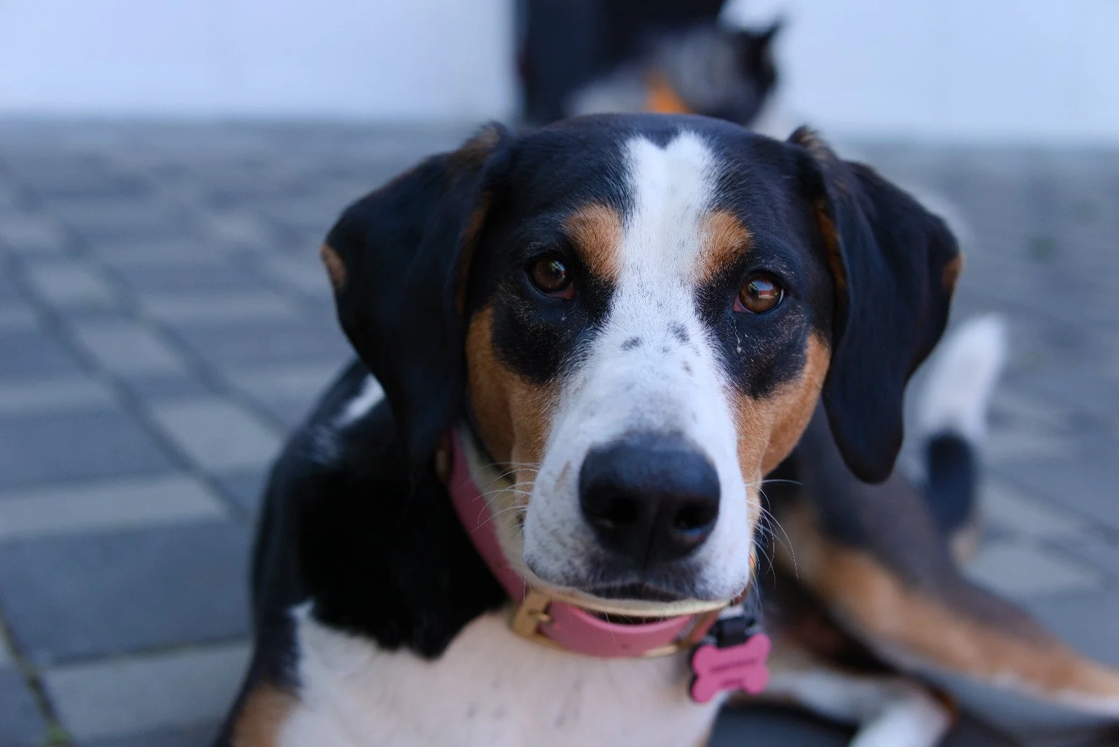 rescue-and-rehabilitation