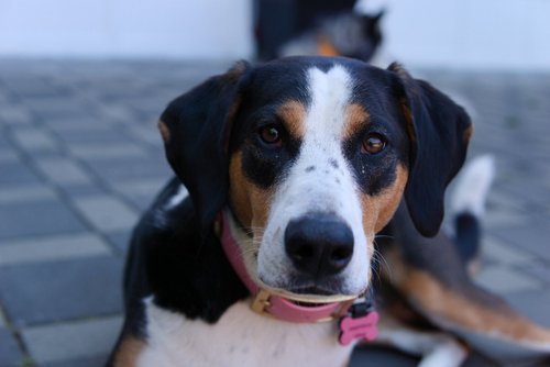 rescue-and-rehabilitation