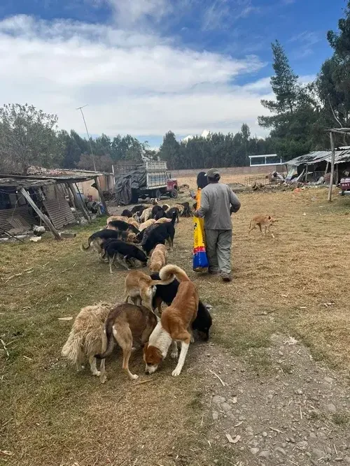 Rescue dogs together in a field