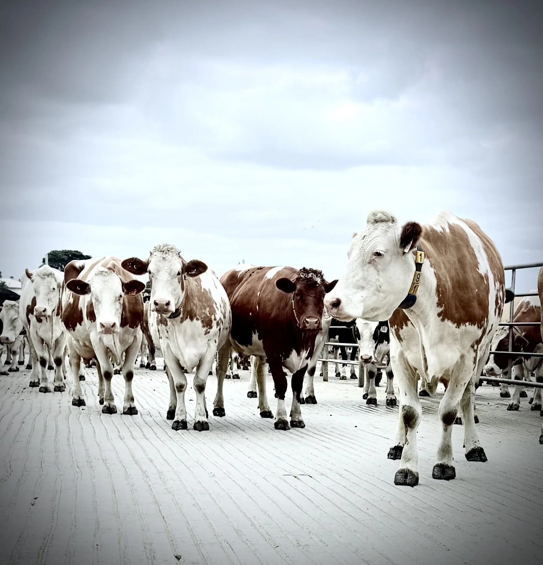 2026 Publication “Asparagopsis meal reduces enteric methane emissions of feedlot beef cattle without impact on productivity or meat and carcass quality”