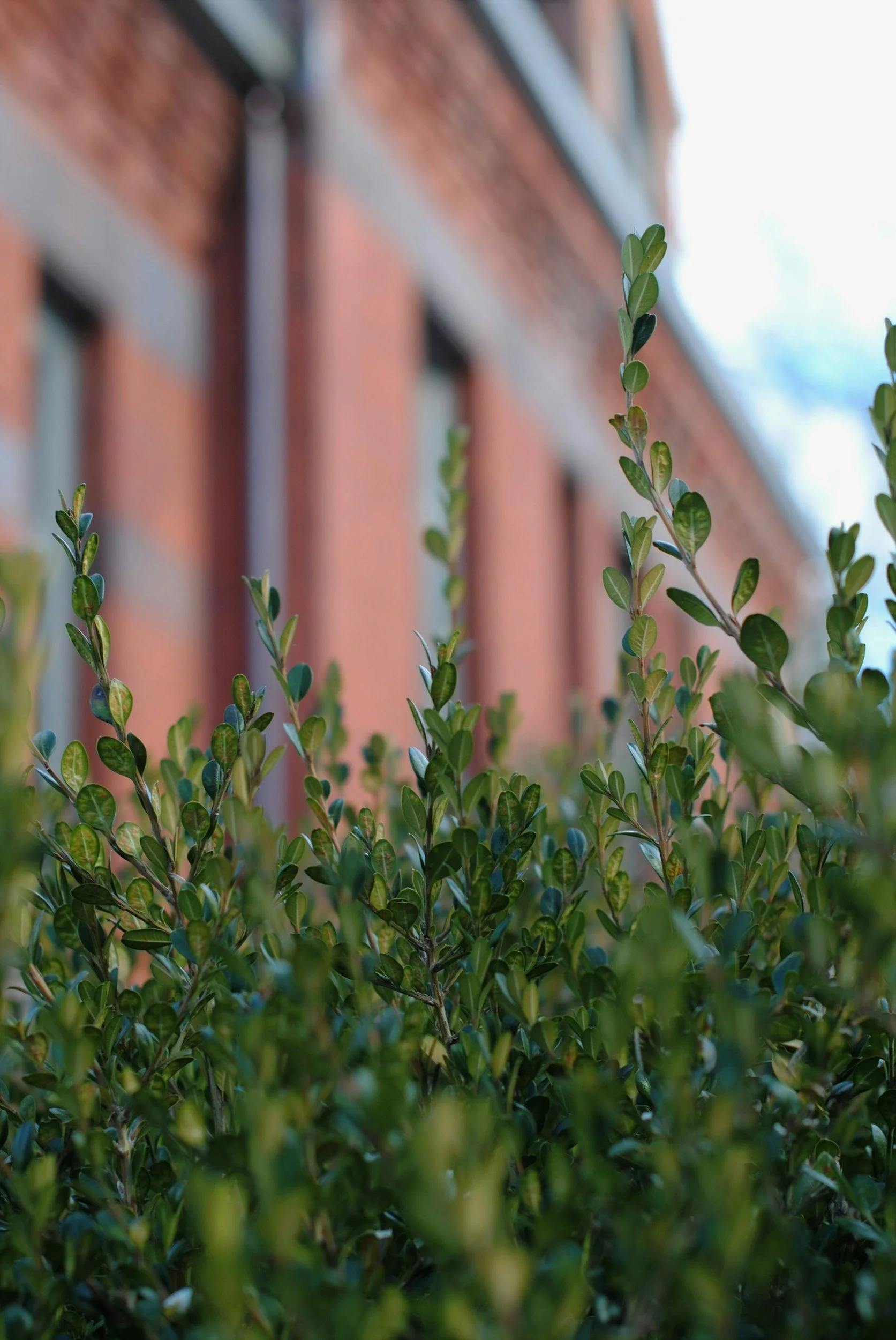 Green leafy plants with blurred brick building background