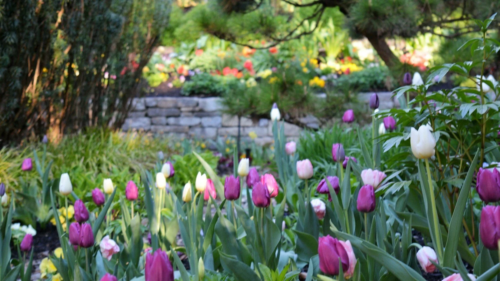 Colorful tulip garden with pink, purple, and white flowers in bloom. Background includes a stone wall and lush greenery.