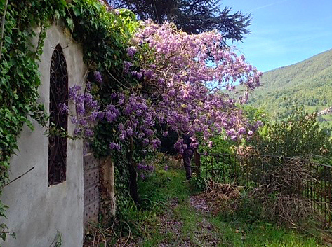 Another view of the garden