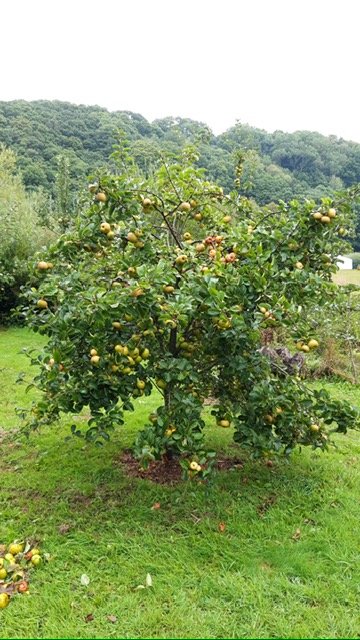orchard apples 22 3.jpg