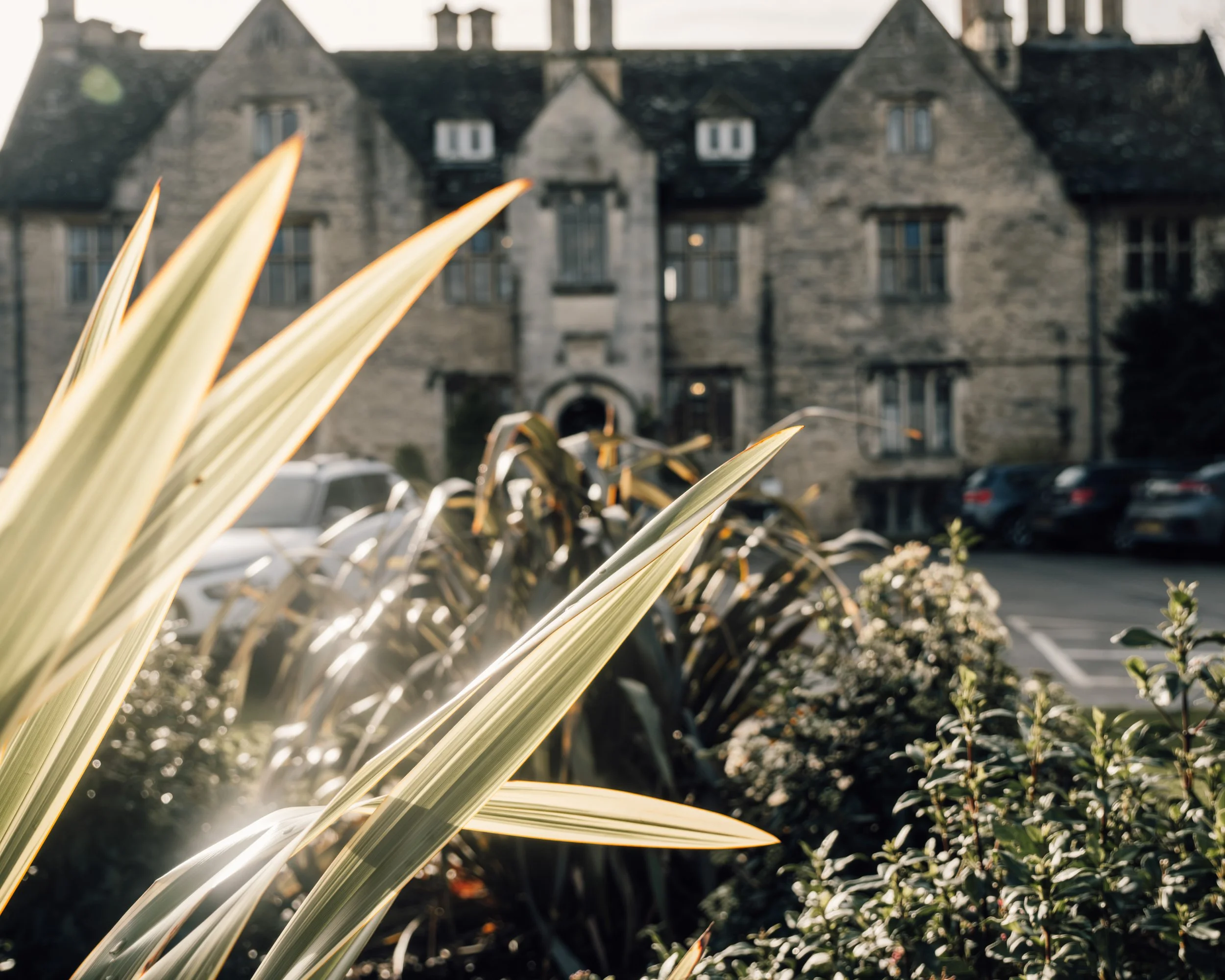 Blurred view of a historic stone building with multiple windows, seen through plants with long, pointed leaves in the foreground, with parked cars and greenery in the background.