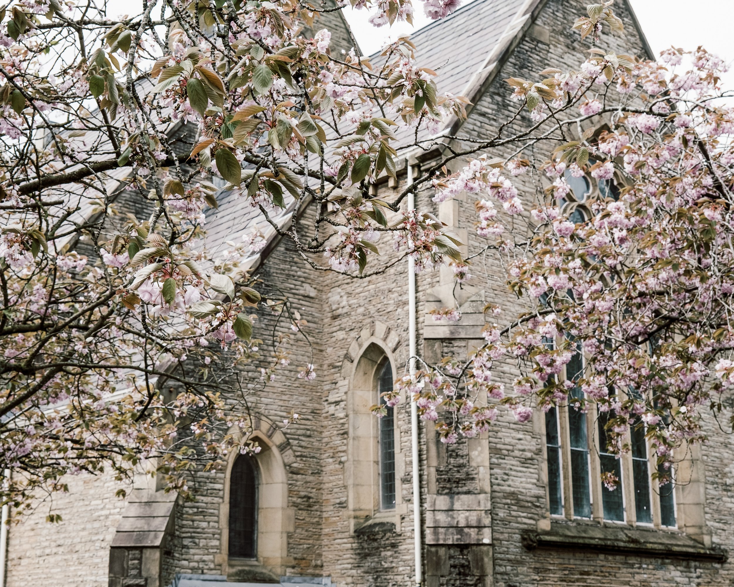Cherry blossom tree in front of a stone historic church building with stained glass windows.