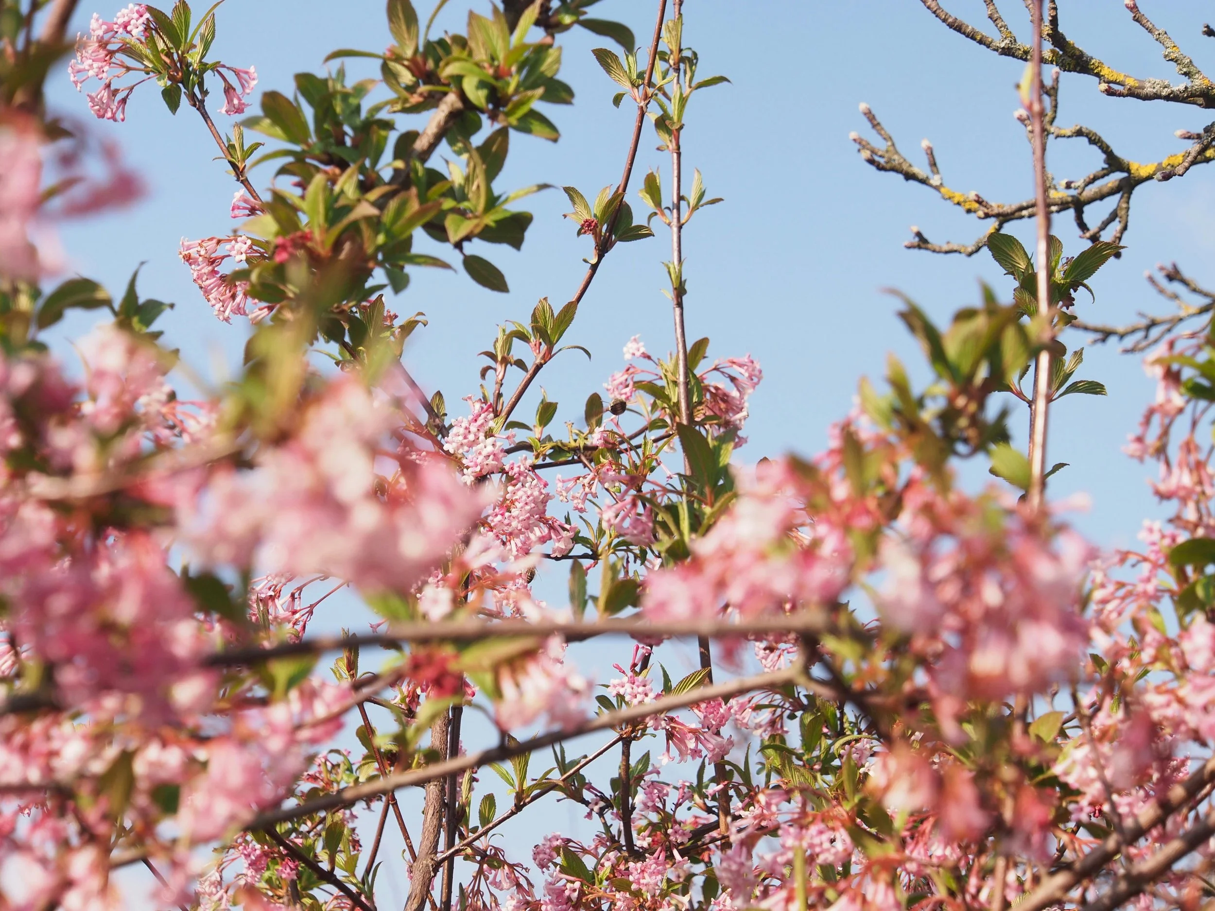 How Seasonal Changes Affect Your Mental Health: Embracing Spring with Resilience