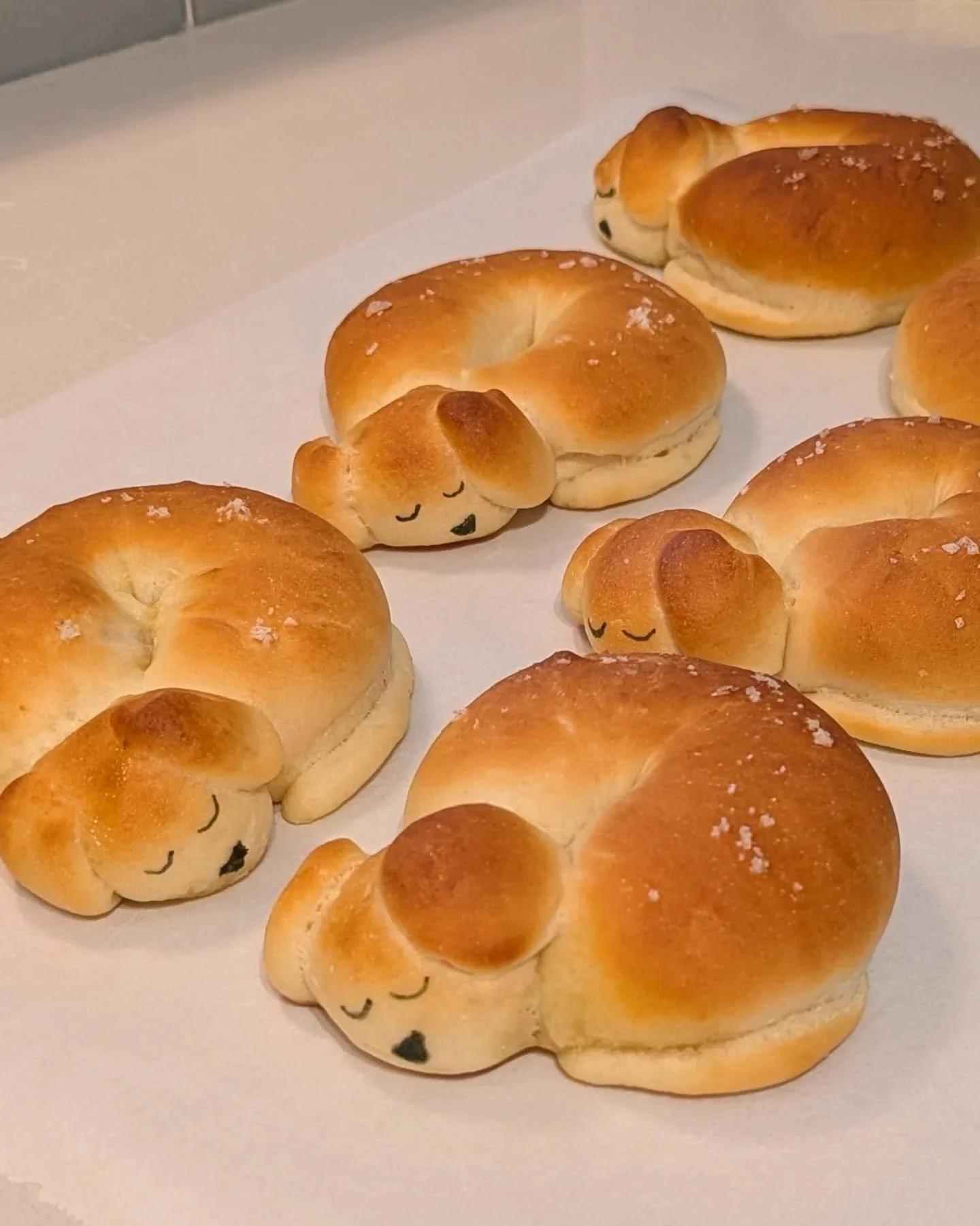 Beagle or bagel? 🥯 🐕

These are my salt bread (shio pan) bagels shaped like little sleeping doggies 🥺

The design and technique is from @konel_bread, recipe from @erinscozykitchen, bagel technique from @natashas_baking

The thing about me is when 