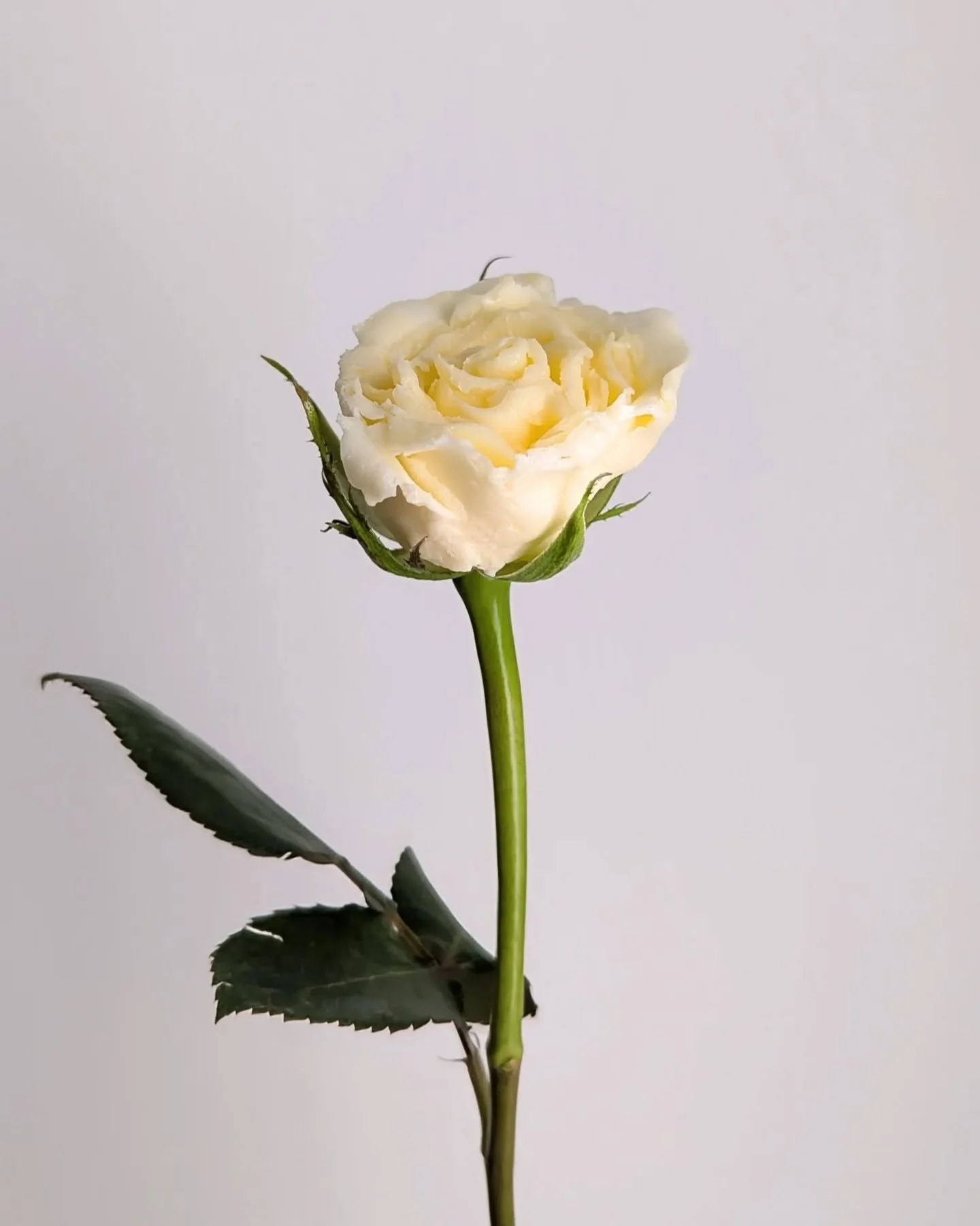 These are my "I Can't Believe It's Butter" roses! 🧈🌹

Ok let me break this one down for you. Inspired by a @celineyrs creation, I made butter roses using homemade butter. There weren't many tutorials online for how to do this so I had to 