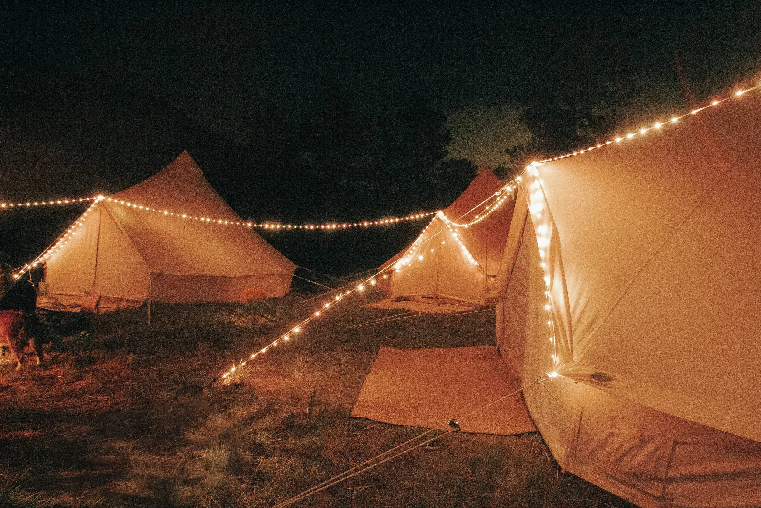 Night scene of beige tents decorated with string lights together outdoors, with trees in the background.