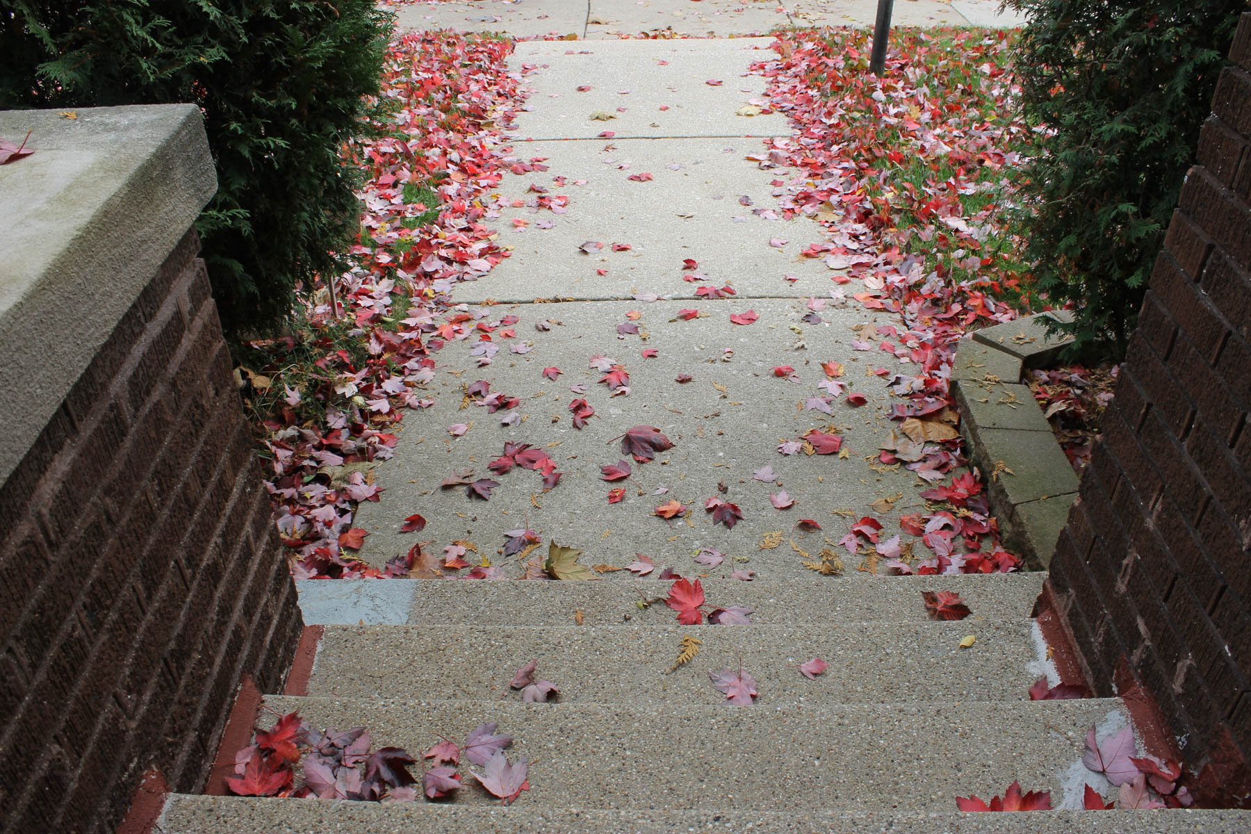 Untitled, (Autumn Leaves)