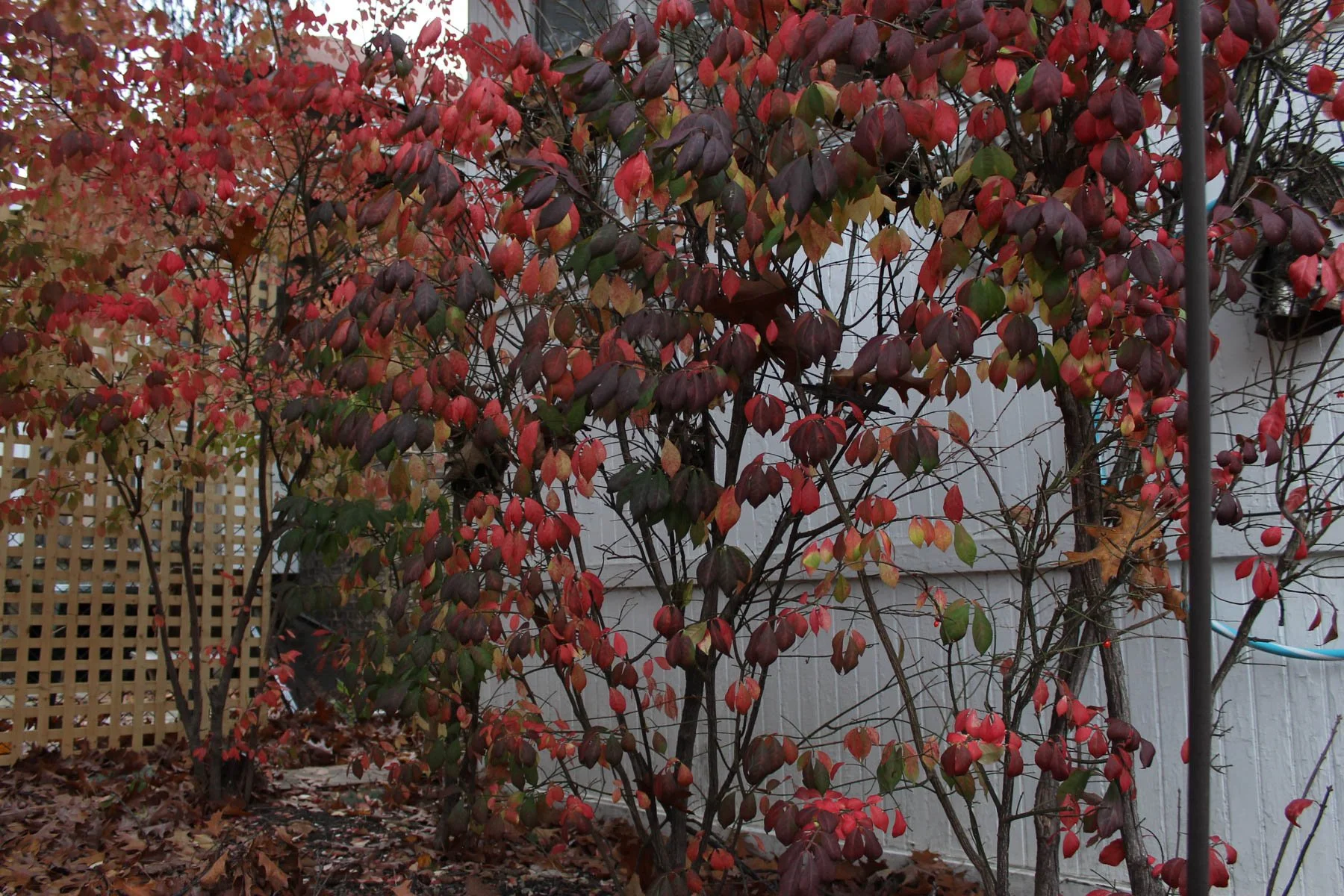 Untitled 5, (Autumn Leaves)