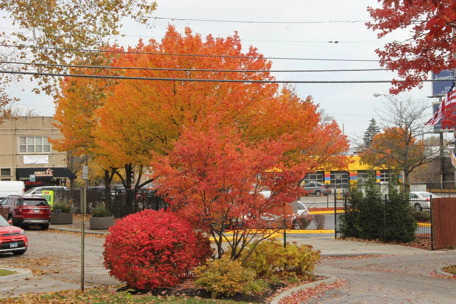 Untitled 6, (Autumn Leaves)