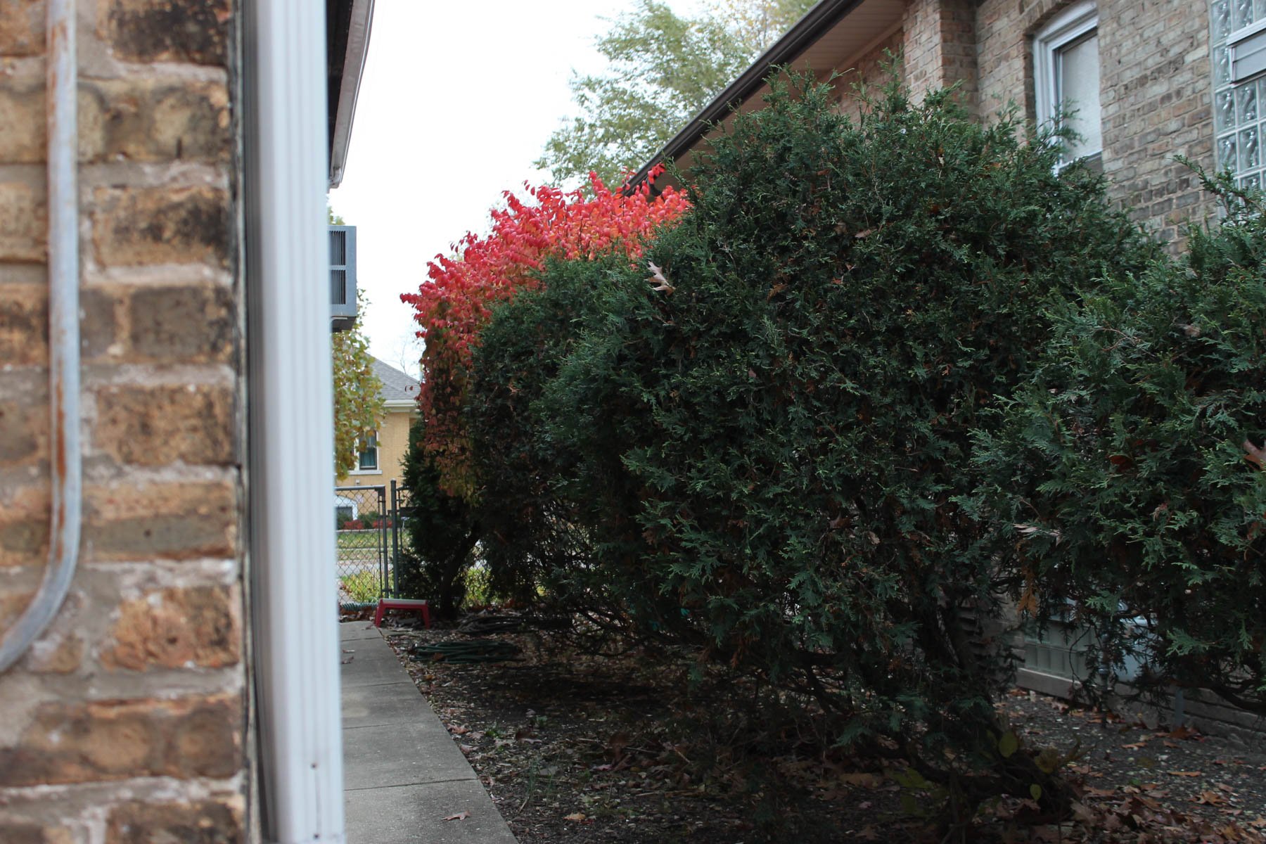 Untitled 4, (Autumn Leaves)