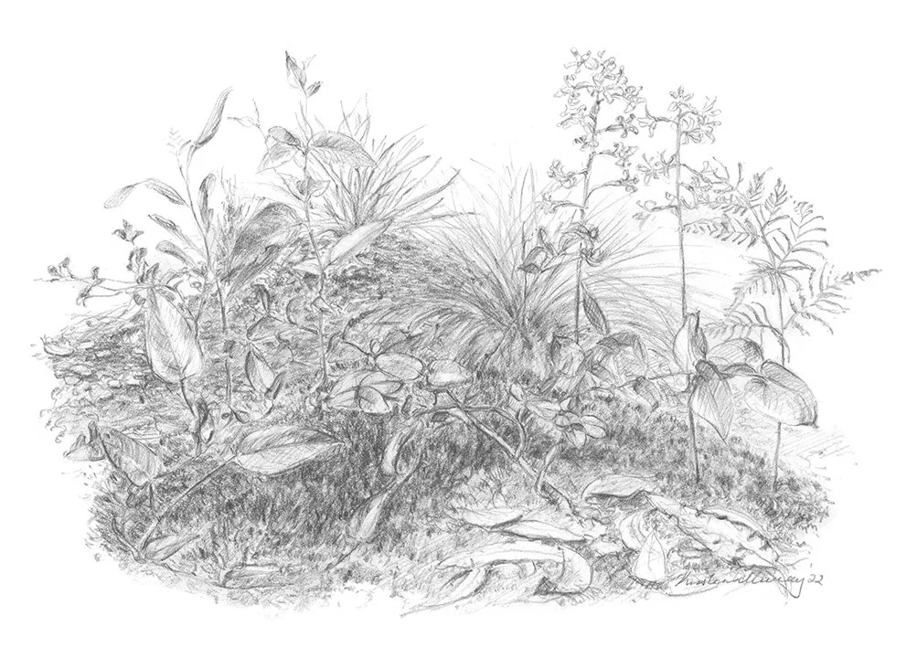 Woodland Turf - Summer, Woowookarung_WebFile NoWM.jpg