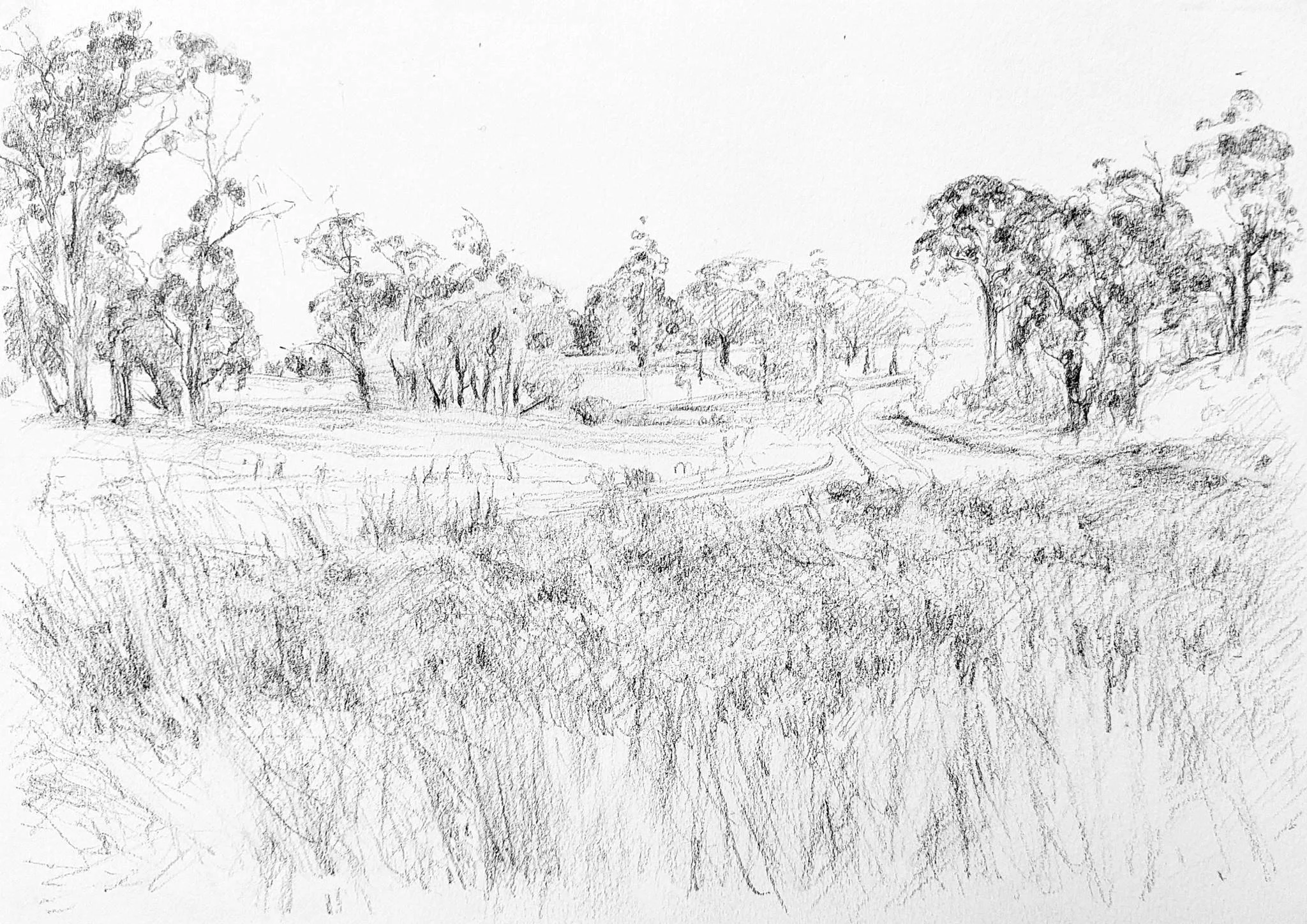 Eucalypts, Dunnstown 2023_Graphite_A4_LS 590KB WF-M-NWM.jpg