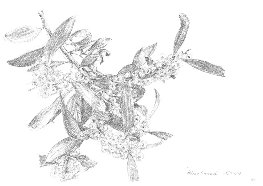 Blackwood Blossom_WebFile NoWM.jpg