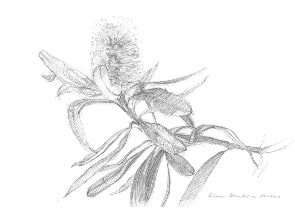 Banksia+Marginata+Flower+spike+_WebFile+NoWM.jpg