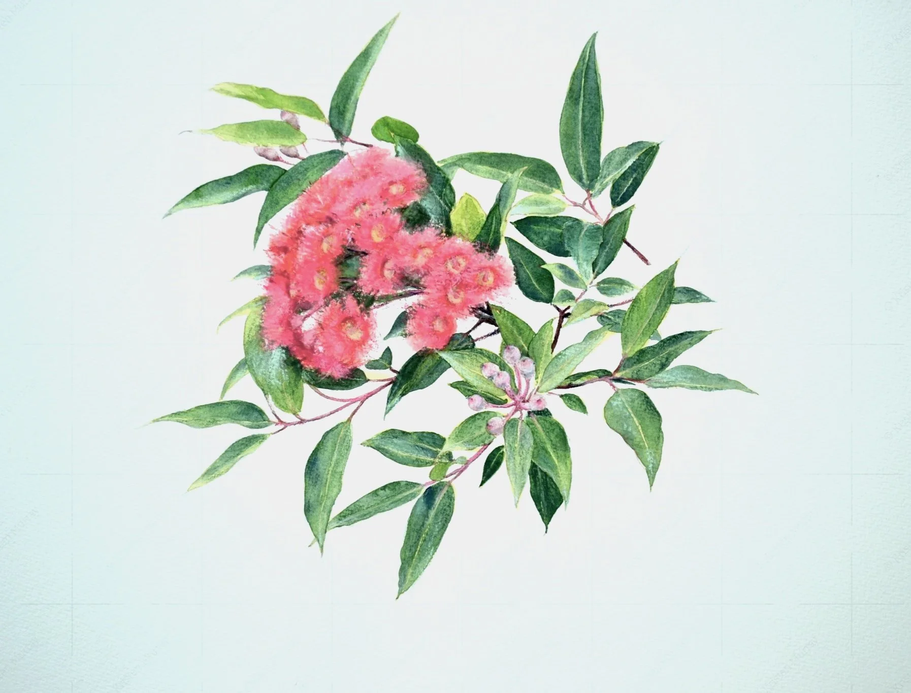 SS+M-Red+flowering+gum+blossom+2023_WC%26Pastel_37cmx55cm_LS_WM20+RS-511KB.jpg