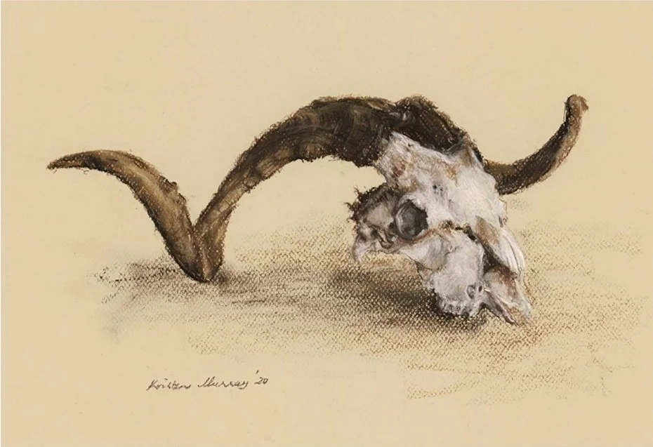 Goat%27s+Skull+and+Horns+-+Front+View_Pastel_WebFile.jpg