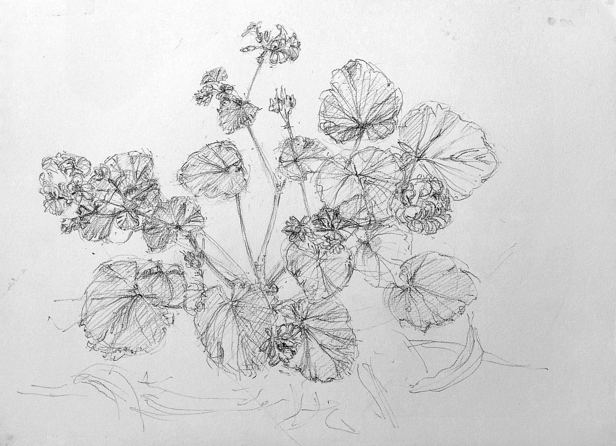 Pelargonium australe, Native Storks-bill 2023_Graphite_A4_LS 498KB WF-M-NWM.jpg