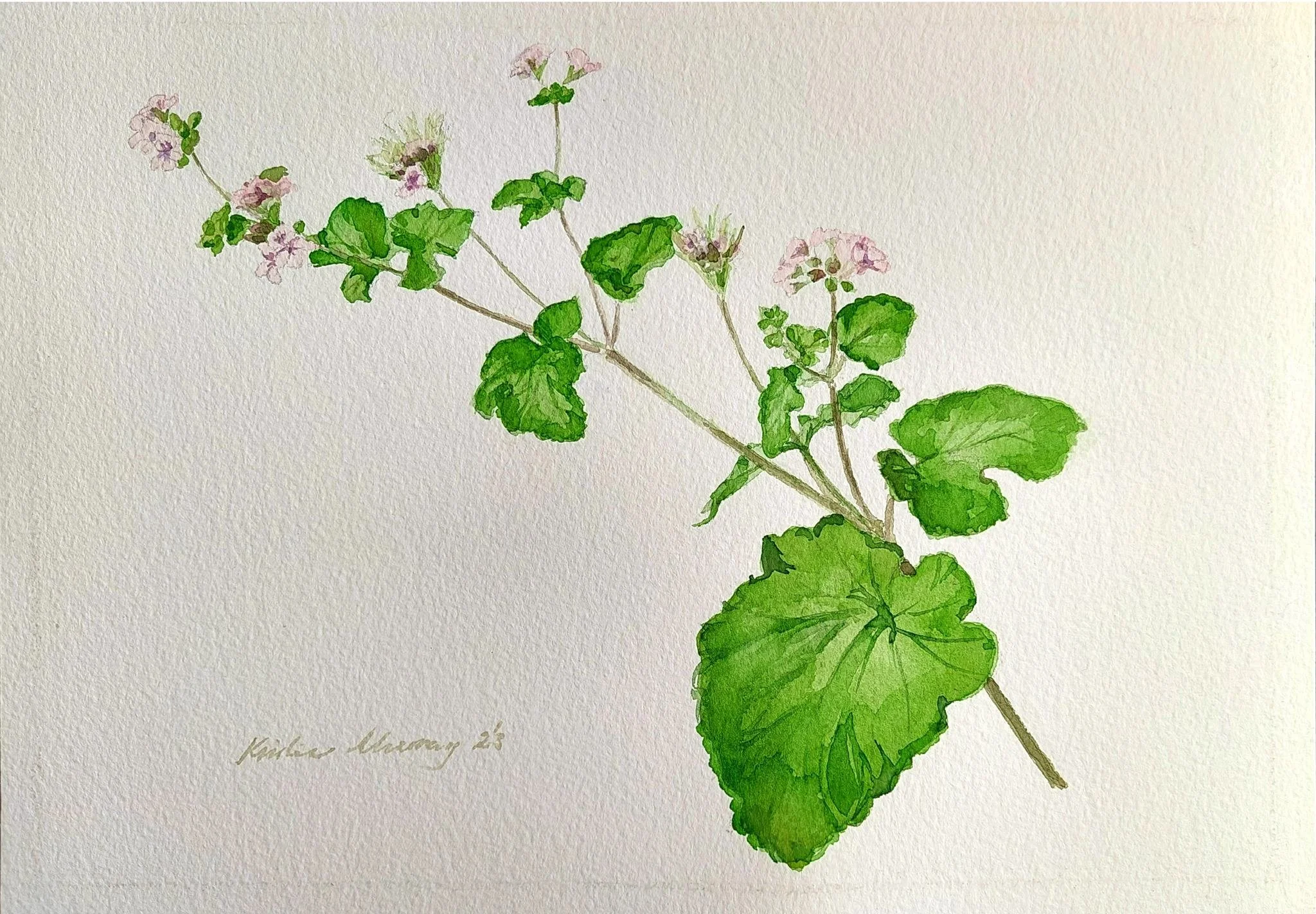 Pelargonium australe, Native Storks-bill 2023_WC from Graphite no.4_A4_LS 520KB WF-M-NWM.jpg