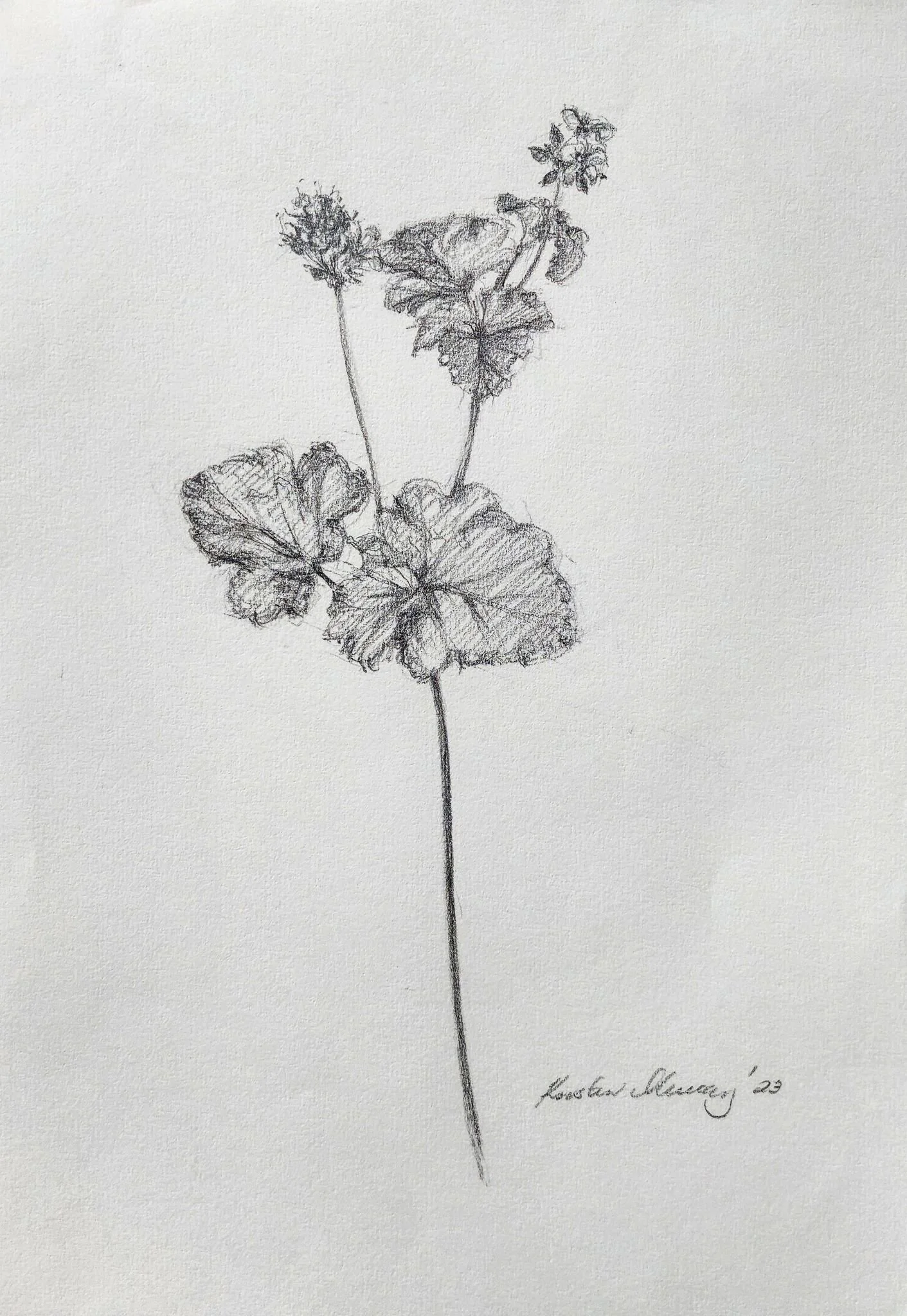 Pelargonium australe 2 2023_Graphite_A4_P 497KB WF-M-NWM.jpg
