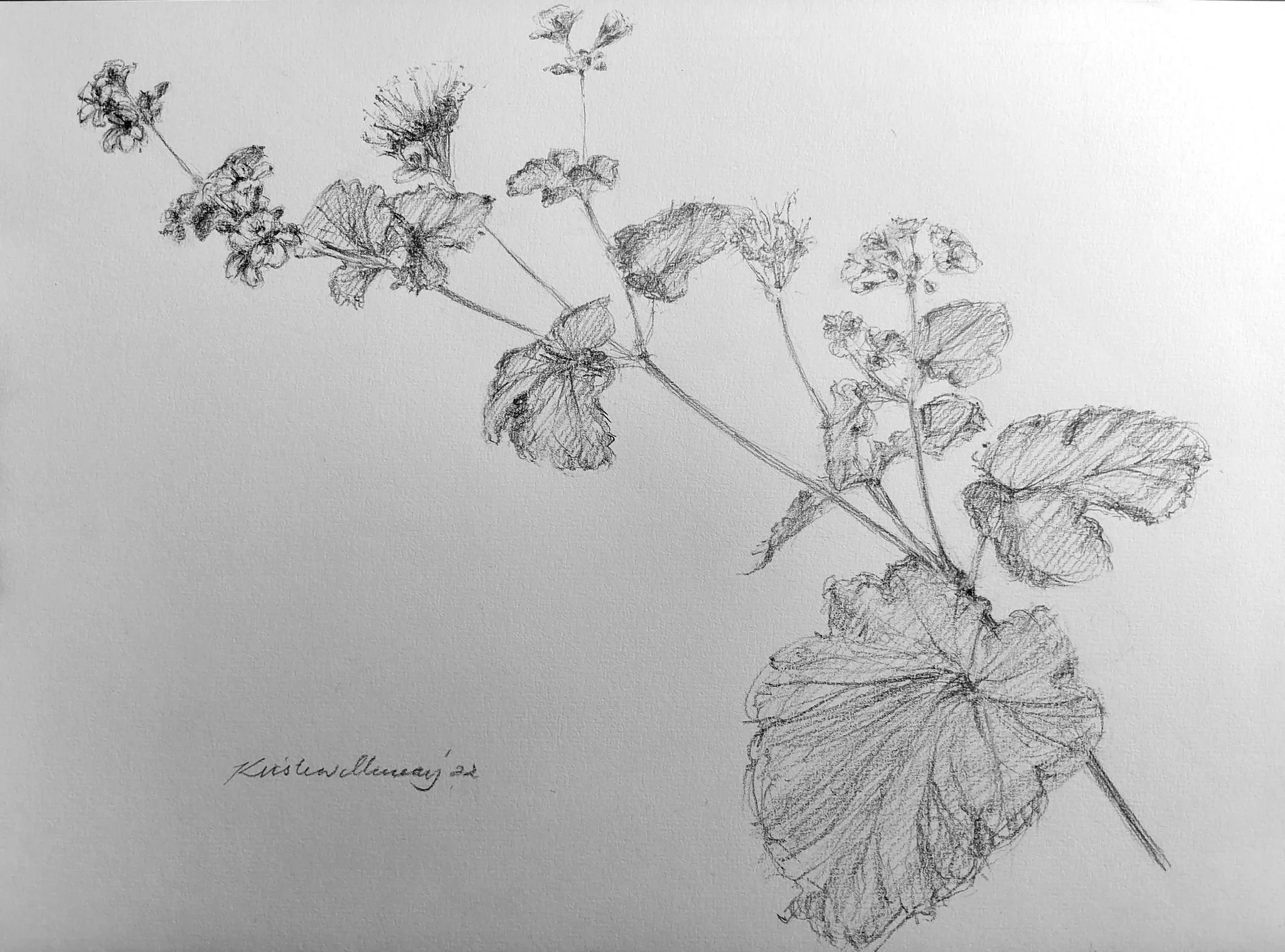 Pelargonium australe 4 2023_Graphite_A4_P 502KB WF-M-NWM.jpg
