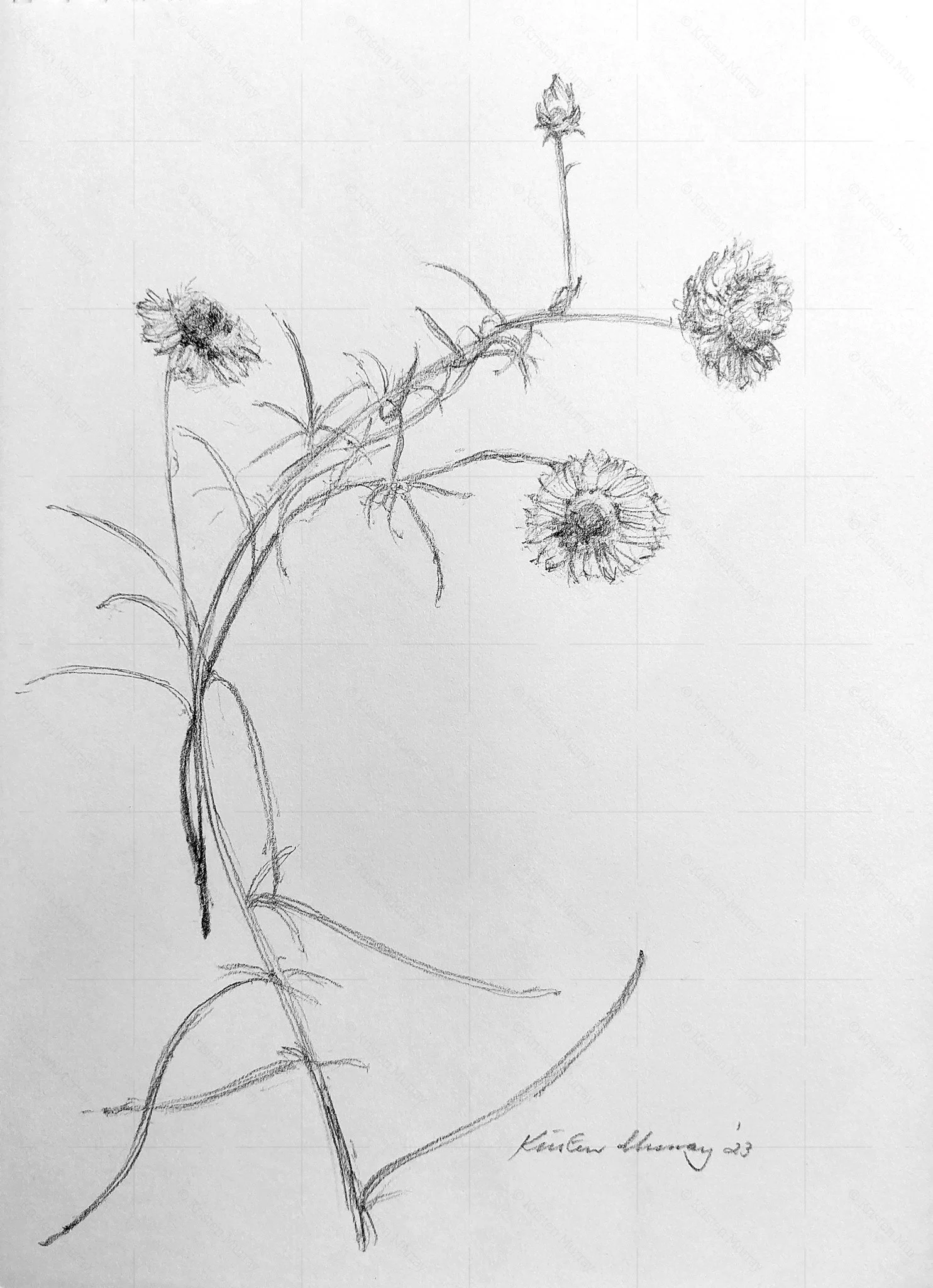 Everlastings 2023_Graphite_A4_P 507KB WF-M-NWM.jpg