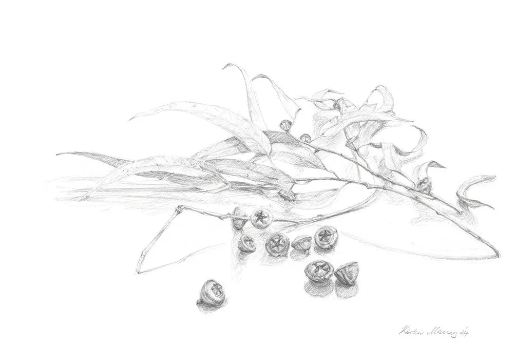 Eucalyptus Globulus Gumnuts and Leaves_WebFile NoWM.jpg