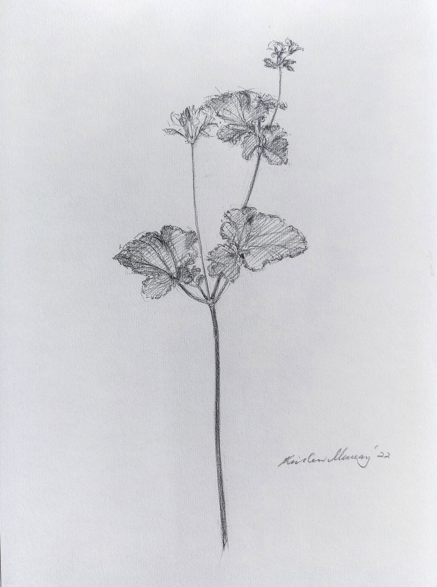 Pelargonium australe 1 2023_Graphite_A4_P 463KB 2023-01-11.jpg