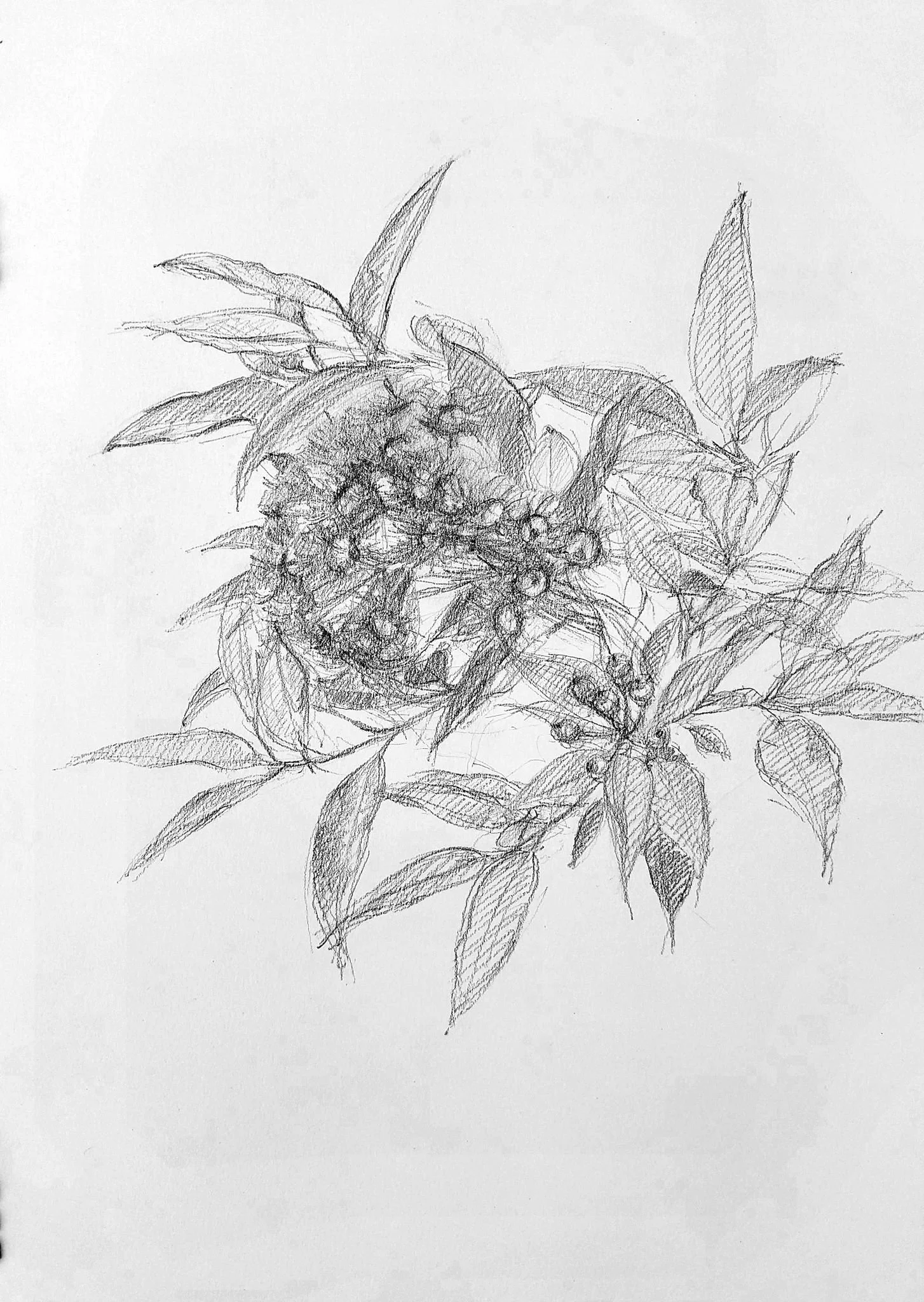 Red flowering gum blossom 2023_Graphite_A3_P 574KB WF-M-NWM.jpg