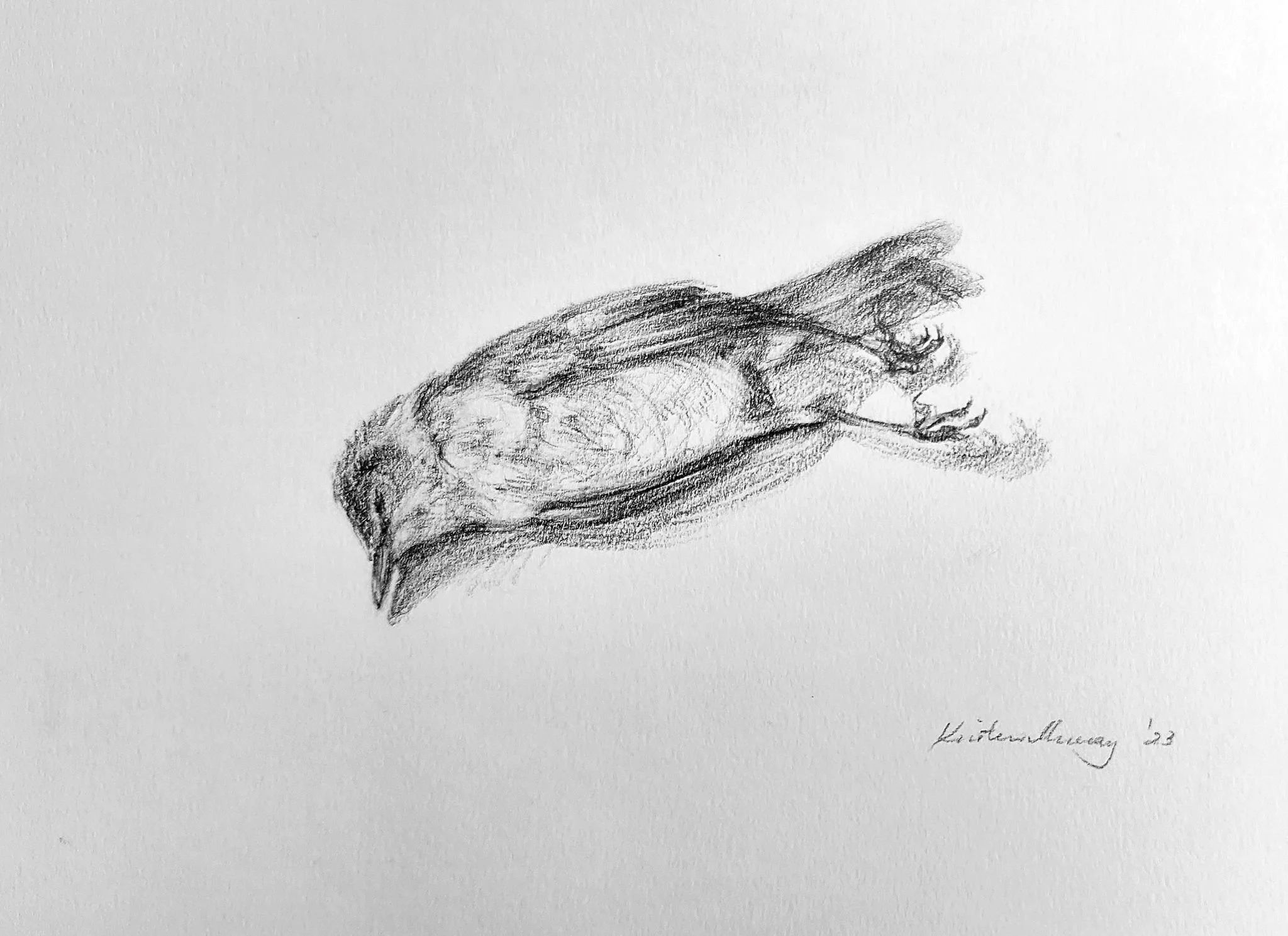 Dead bird 2023_G_A4_LS 371KB WF-M-NoWM.jpg