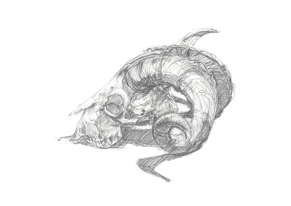 Goat's Skull and Horns - Side View_WebFile NoWM.jpg