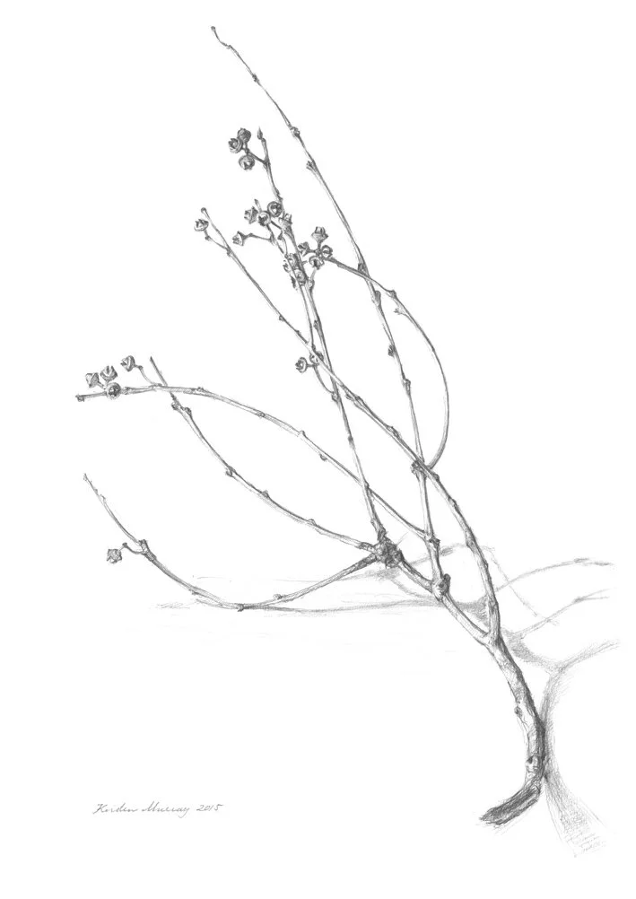 River Red Gum leaf and Gumnut_WebFile NoWM.jpg