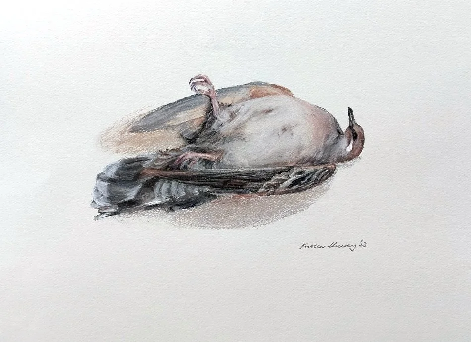 Bronzewing 1 2023_Pastel_35cm x 50cm_LS 587KB WF-M-NoWM.jpg