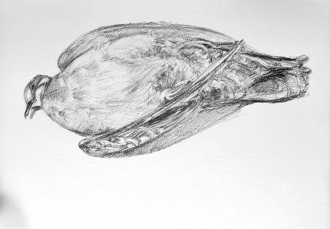 Bronzewing 2 2023_G_A4_LS - unsigned 558KB WF-M-NoWM.jpg