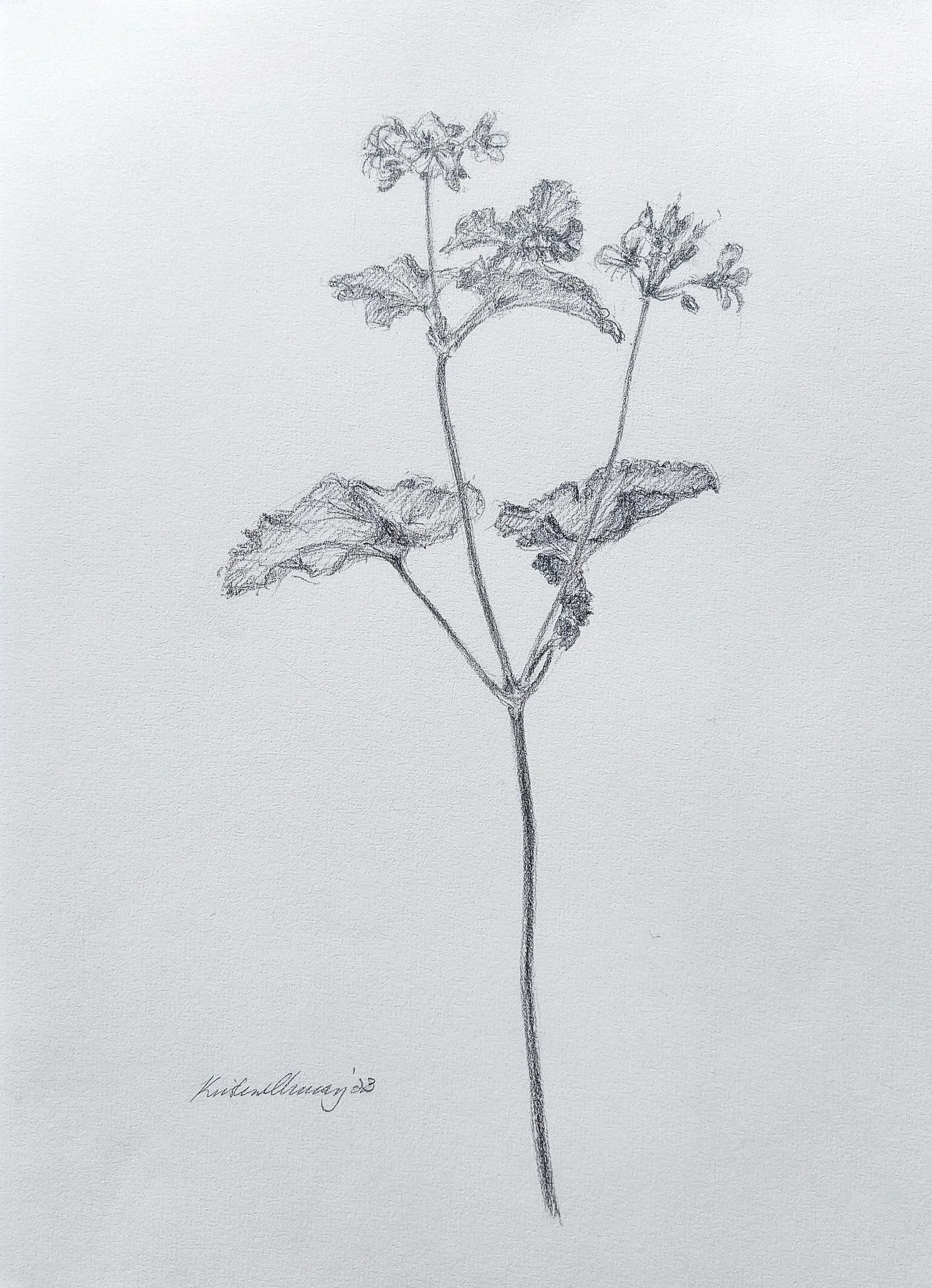 Pelargonium australe 3 2023_G_A4_P 557KB 2023-01-11.jpg