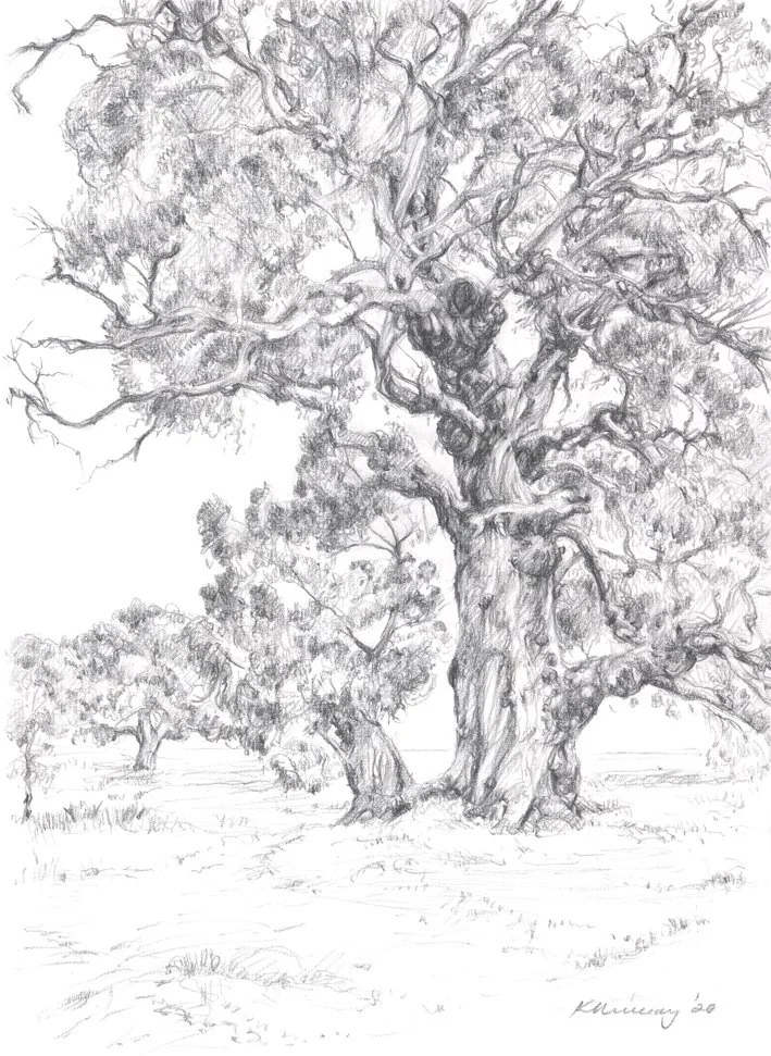 Old Growth Red Gum - Lake Burrumbeet_WebFile NoWM.jpg