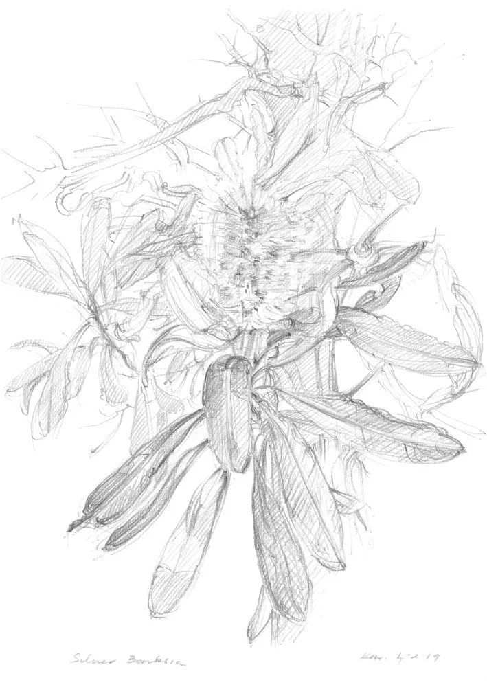 Banksia Marginata Flower spike front _WebFile NoWM.jpg