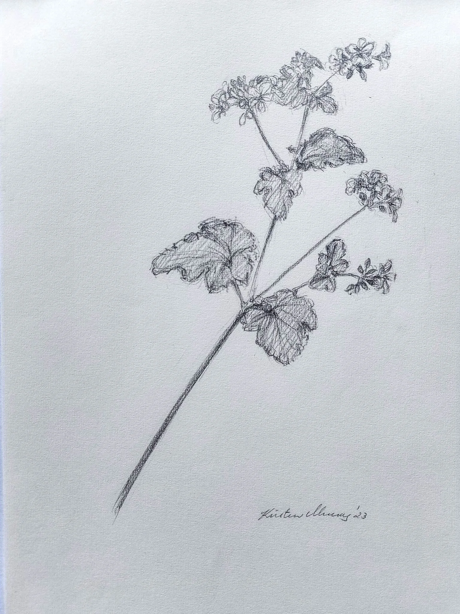Pelargonium australe 5 2023_Graphite_A4_P 501KB 2023-01-11.jpg