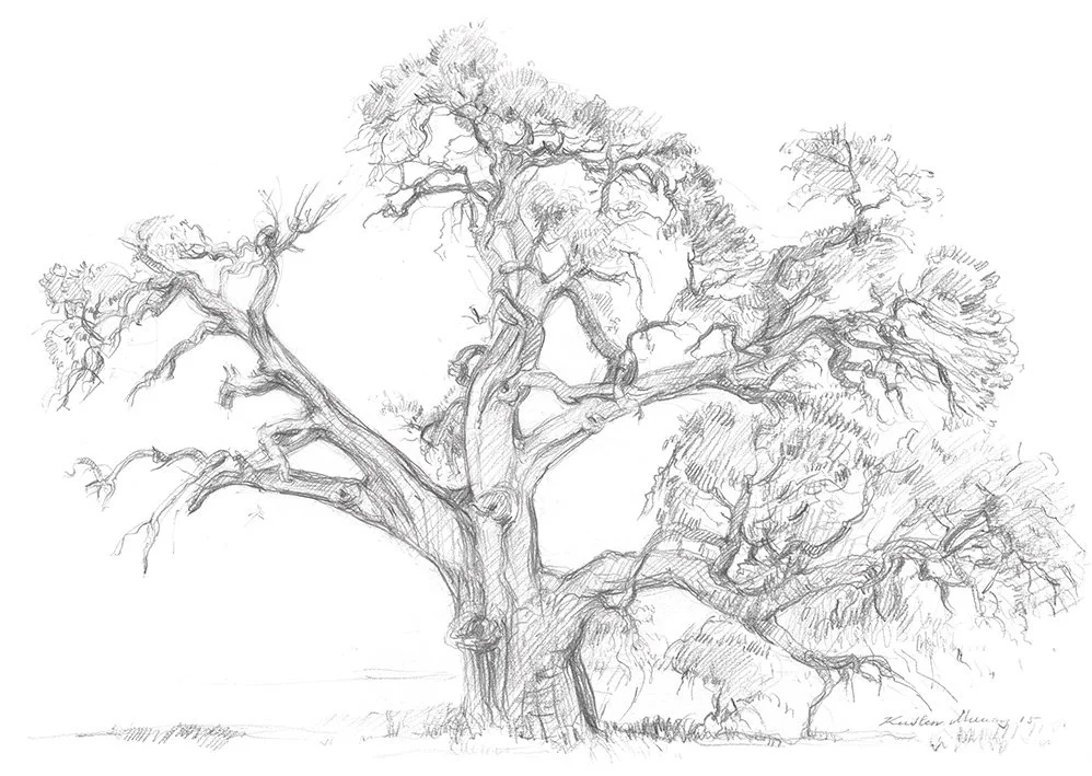 River Red Gum, Langi Giran_WebFile NoWM.jpg