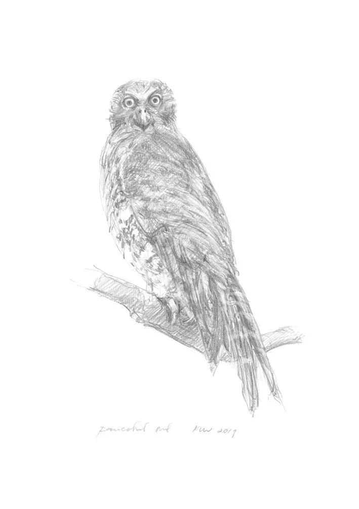 Powerful Owl_WebFile NoWM.jpg