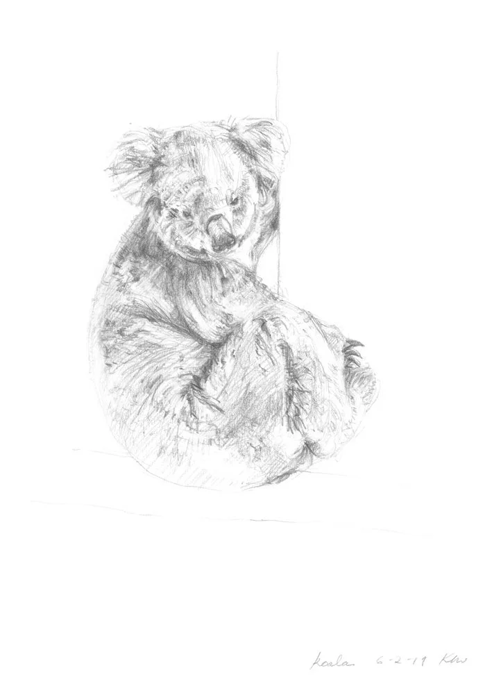 Koala_WebFile NoWM.jpg