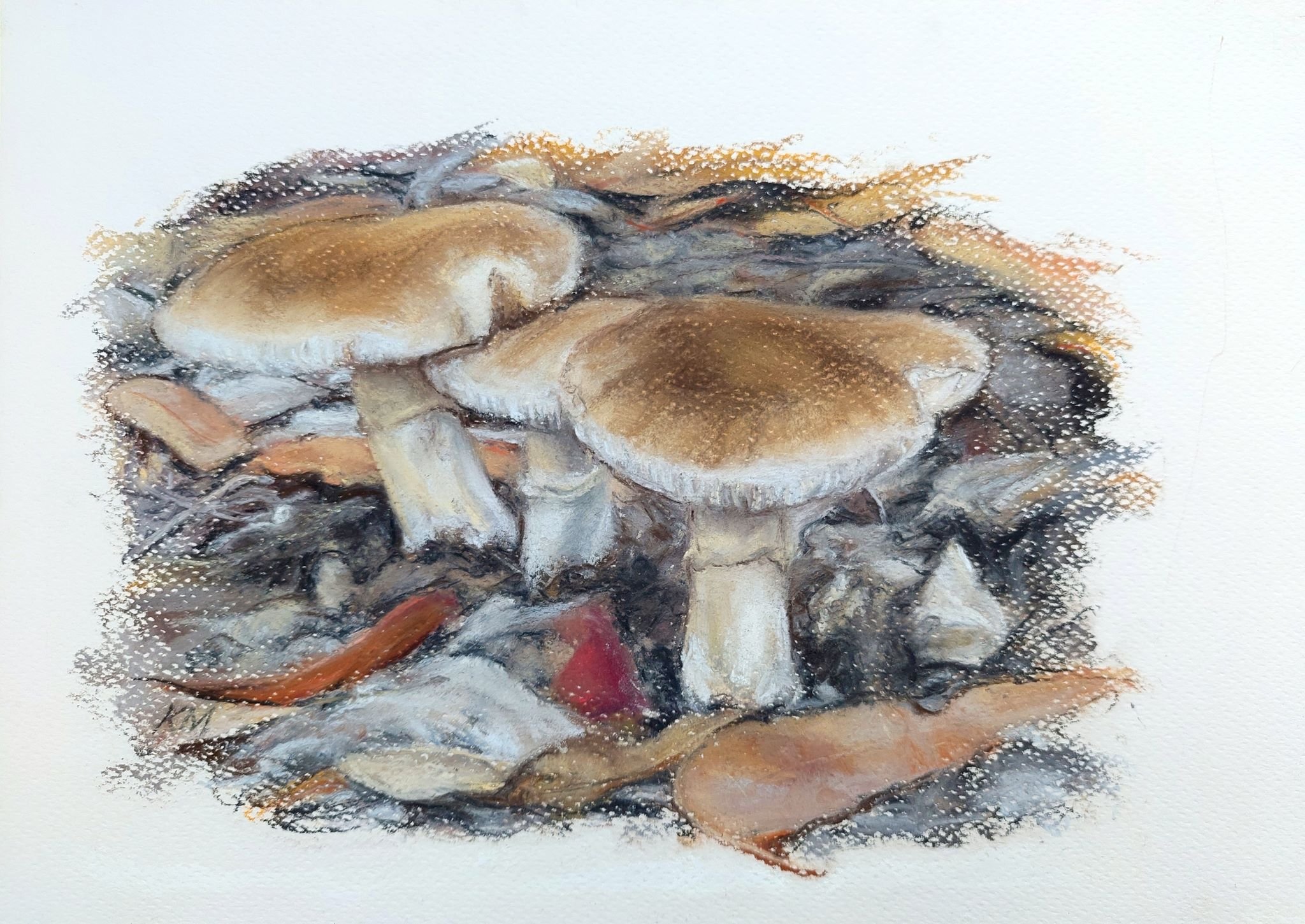 Fungi, Woowookarung 1 2023_Pastel_A4_LS 483KB WF-M-NWM.jpg